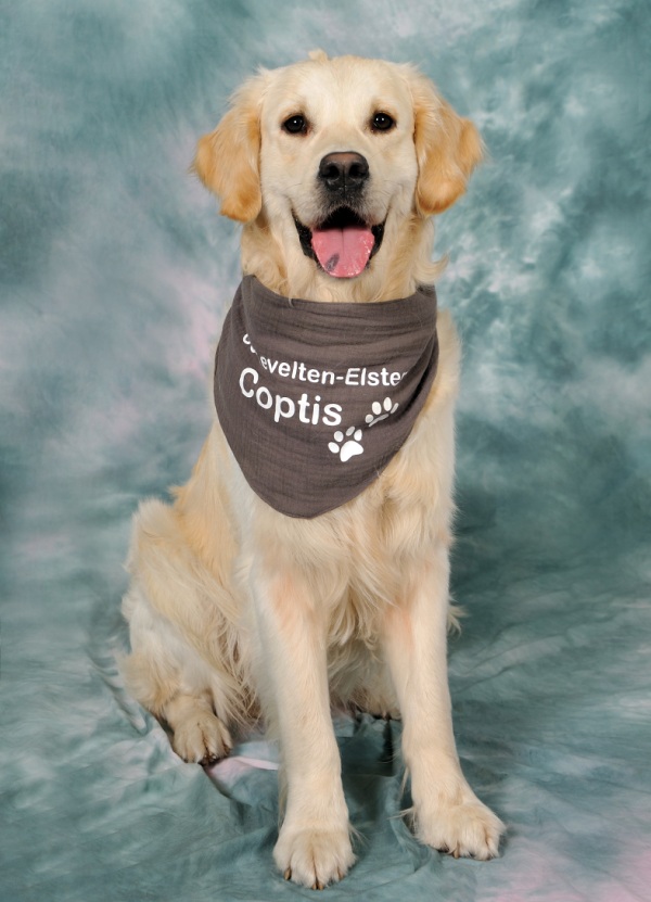 Schulhund Coptis