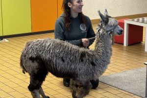 Alpaka Hope Besuch 1